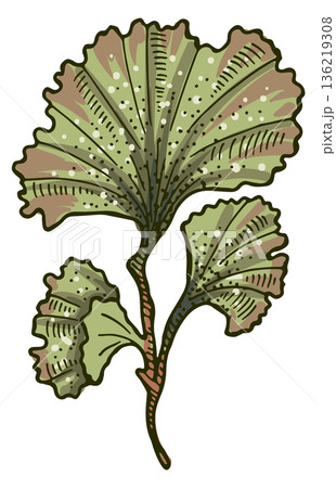 Aquatic plant icon. Brown alga leaf drawing 136219308