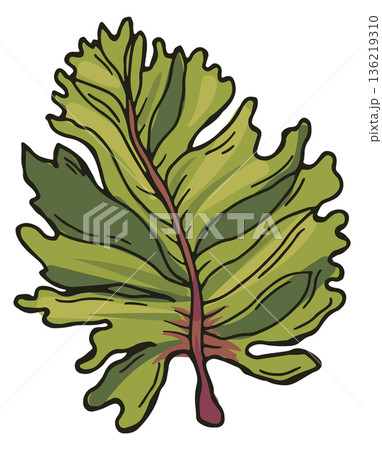 Green kelp icon. Oceanic tropical leaf drawing 136219310