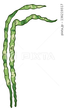 Laminaria icon. Green seaweed drawing. Ocean plant Laminaria icon. Green seaweed drawing. Ocean plant 136219317