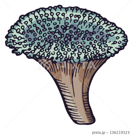 Coral reef element. Natural exotic aquarium decoration 136219323