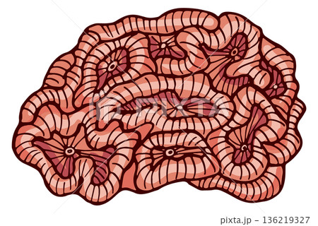 Brain coral icon. Cauliflower polyp color drawing 136219327