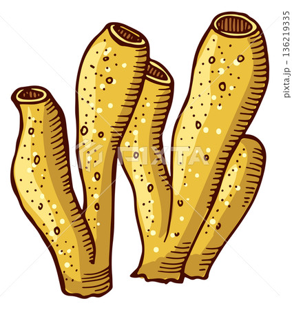 Tube coral drawing. Tropical ocean underwater life 136219335