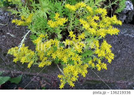 多肉植物 136219336