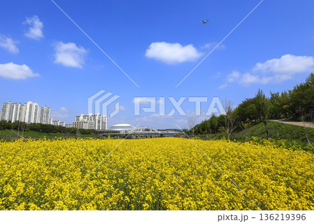 Rapeseed flowers blooming along Anyangcheon in Seoul. 136219396