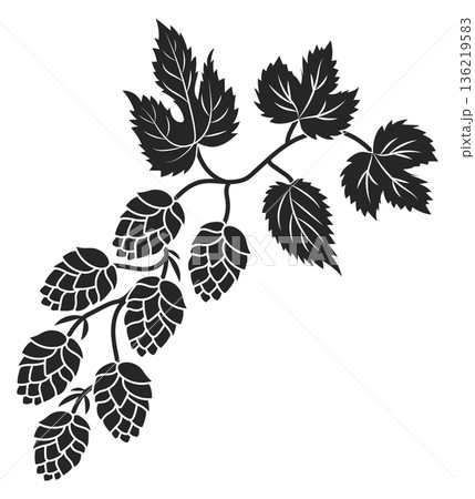 Hop cones on growing twig. Natural plant stencil 136219583