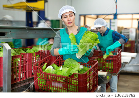 Woman sorting fresh lettuce in vegetable factory Woman sorting fresh lettuce in vegetable factory 136219762