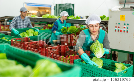 Female employee packing lettuce into boxes at sorting factory 136219766