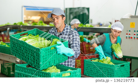 Worker of vegetable sorting factory arranging boxes with lettuce Worker of vegetable sorting factory arranging boxes with lettuce 136219773