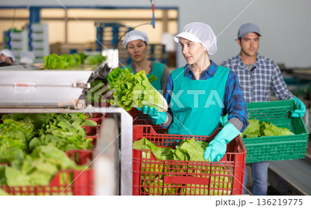 Female employee in uniform inspecting quality of lettuce in box at sorting factory 136219775