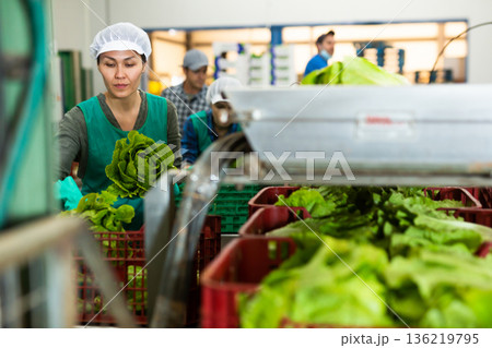 Female factory worker sorting lettuce 136219795