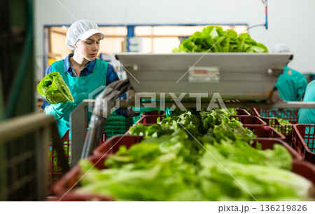 Female factory worker sorting lettuce Female factory worker sorting lettuce 136219826
