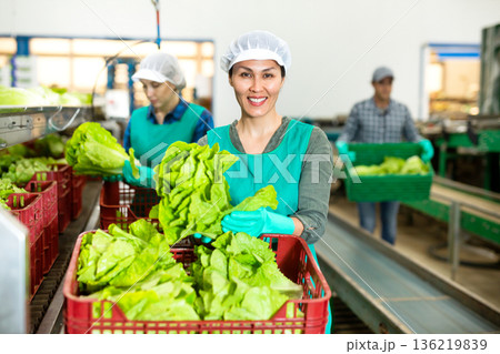 Positive woman sorting fresh lettuce in vegetable factory 136219839