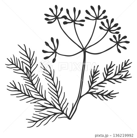 Dill doodle. Aroma herb drawing. Natural plant 136219992