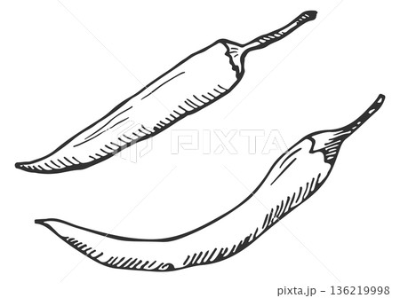 Chili pepper sketch. Hot spicy vegetable sketch Chili pepper sketch. Hot spicy vegetable sketch 136219998