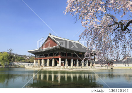 Cherry blossoms in bloom at Gyeongbokgung Palace in Seoul.  136220165