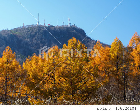 手稲山とカラマツの紅葉 136220181