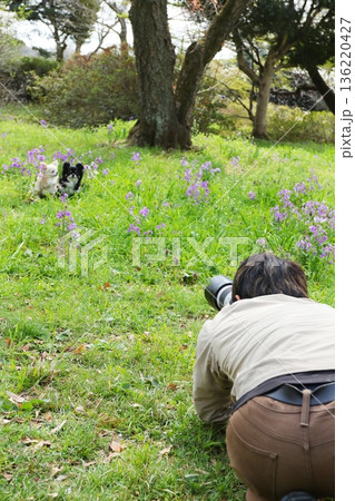 花畑で並ぶ白と黒のチワワを撮影する瞬間 136220427