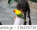 女の子と肩に乗るインコ 女の子と肩に乗るインコ 136220738