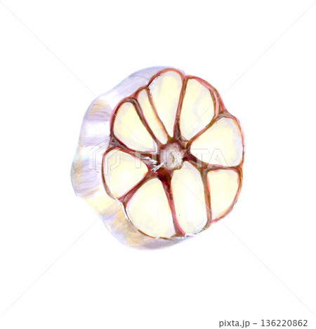 Watercolor Garlic Bulb Cross Section Illustration isolated on white background. Hand drawn natural texture for botanical studies, food illustration, natural product visuals, minimal style 136220862