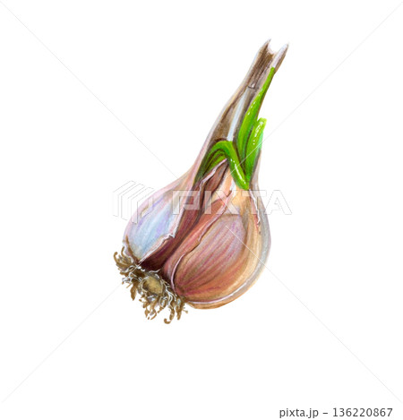 Watercolor Half Garlic Bulb Illustration on White Background. Hand-drawn organic texture for food illustration, cooking concepts, organic visuals, simple composition 136220867