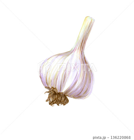 Watercolor illustration of garlic bulb on white background. Hand painted organic texture for botanical themes, culinary visuals, food concepts, minimalist design 136220868