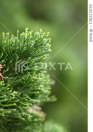 カイヅカイブキと雨雫 136221019
