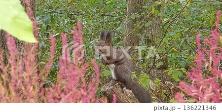 草花のなかでこちらを警戒するエゾリス 草花のなかでこちらを警戒するエゾリス 136221346