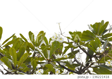 Plumeria flower tropical tree foliage green leaf nature white background minimalist botanical calm 136221418