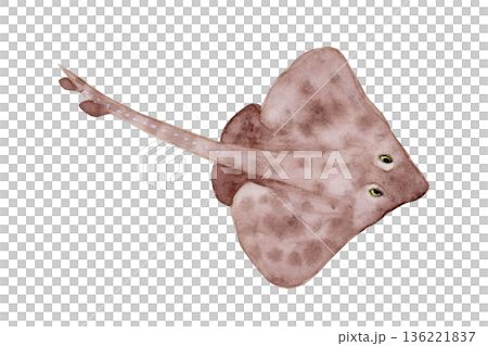 ザラカスベ　エイ　深海生物　水彩 イラスト 136221837