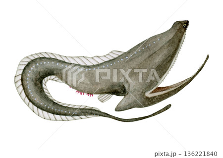 フクロウナギ　深海生物　水彩 イラスト 136221840