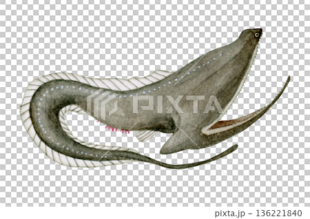 フクロウナギ　深海生物　水彩 イラスト 136221840