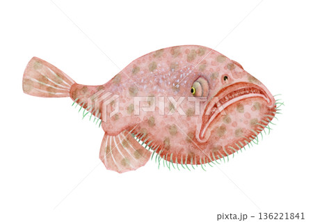 ミドリフサアンコウ アンコウ　深海魚 深海生物　水彩 イラスト 136221841
