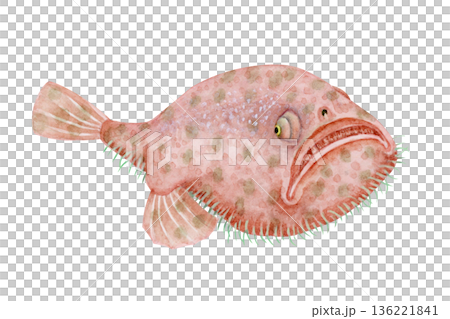 ミドリフサアンコウ アンコウ　深海魚 深海生物　水彩 イラスト 136221841