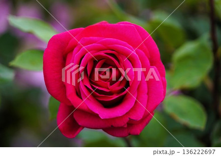 長野県坂城町のさかき千曲川バラ公園は山々に囲まれた千曲川のほとりに素晴らしいバラ公園があります。 136222697