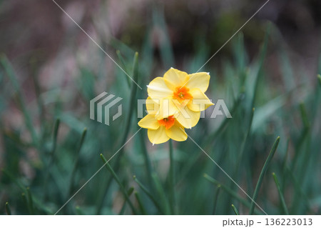 風に揺れるスイセン 136223013