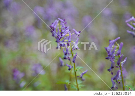 風に揺れるムラサキケマン 136223014