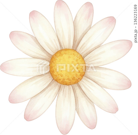 Watercolor painting of a delicate white daisy with a yellow center 136223169