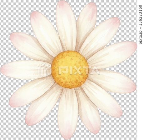 Watercolor painting of a delicate white daisy with a yellow center 136223169