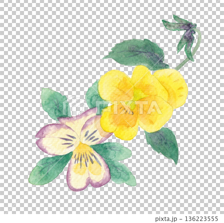 Watercolor illustration of viola flowers Watercolor illustration of viola flowers 136223555