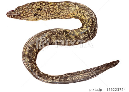 ウツボ Muraenidae の水彩イラスト ウツボ Muraenidae の水彩イラスト 136223724