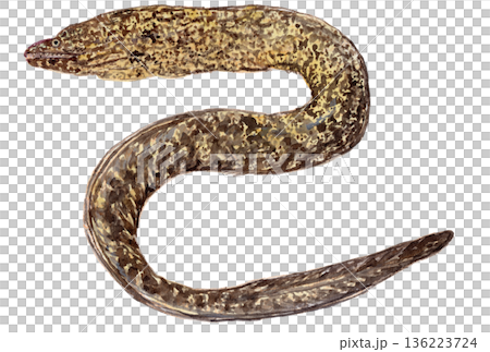 ウツボ Muraenidae の水彩イラスト ウツボ Muraenidae の水彩イラスト 136223724