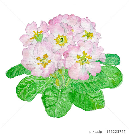 サクラソウ（Primula juliana）の水彩イラスト 136223725