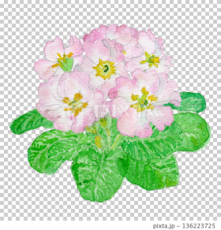 Watercolor illustration of primrose (Primula juliana) 136223725