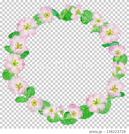 Primula flower wreath 136223726