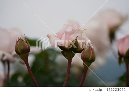 長野県坂城町のさかき千曲川バラ公園は山々に囲まれた千曲川のほとりに素晴らしいバラ公園があります。 長野県坂城町のさかき千曲川バラ公園は山々に囲まれた千曲川のほとりに素晴らしいバラ公園があります。 136223932