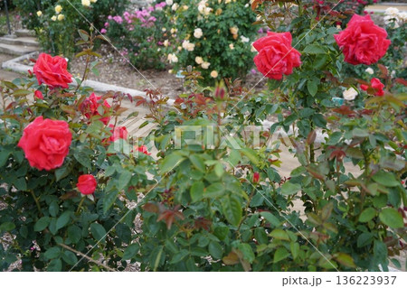 長野県坂城町のさかき千曲川バラ公園は山々に囲まれた千曲川のほとりに素晴らしいバラ公園があります。 136223937