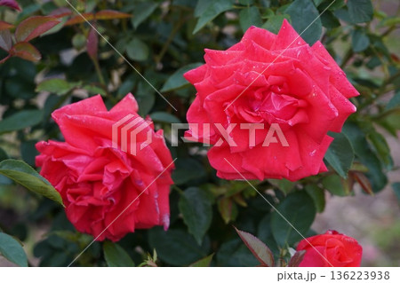 長野県坂城町のさかき千曲川バラ公園は山々に囲まれた千曲川のほとりに素晴らしいバラ公園があります。 136223938