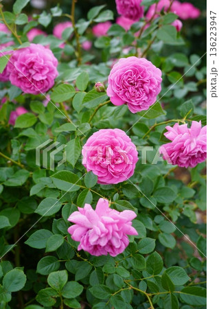 長野県坂城町のさかき千曲川バラ公園は山々に囲まれた千曲川のほとりに素晴らしいバラ公園があります。 長野県坂城町のさかき千曲川バラ公園は山々に囲まれた千曲川のほとりに素晴らしいバラ公園があります。 136223947