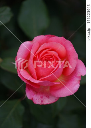 長野県坂城町のさかき千曲川バラ公園は山々に囲まれた千曲川のほとりに素晴らしいバラ公園があります。 長野県坂城町のさかき千曲川バラ公園は山々に囲まれた千曲川のほとりに素晴らしいバラ公園があります。 136223948