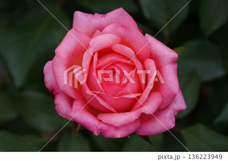 長野県坂城町のさかき千曲川バラ公園は山々に囲まれた千曲川のほとりに素晴らしいバラ公園があります。 136223949